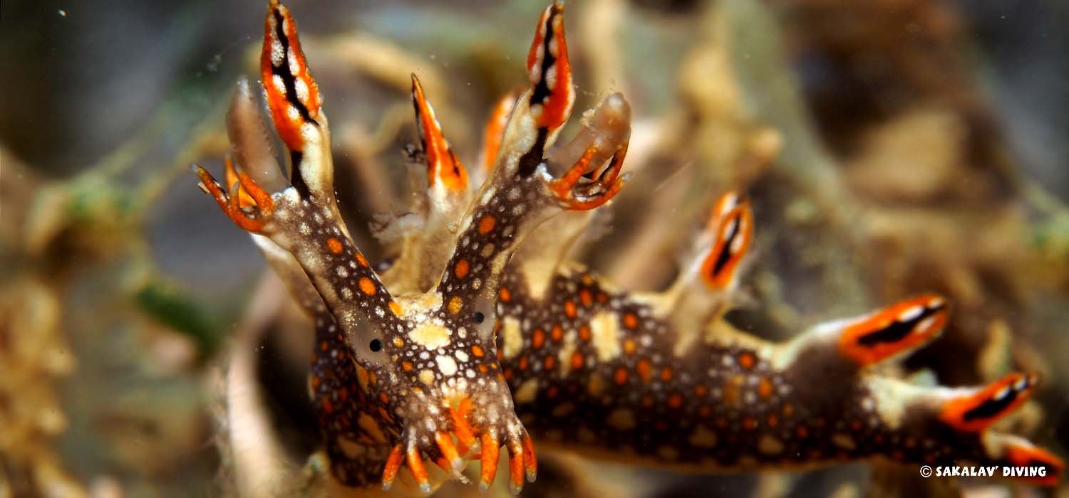 Diving in Nosy Be Madagascar